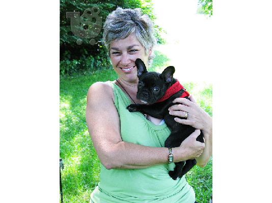 PoulaTo: FRENCH BULLDOG 200 EUROS